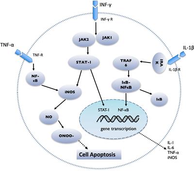 The Influence of Microenvironment on Survival of Intraportal Transplanted Islets